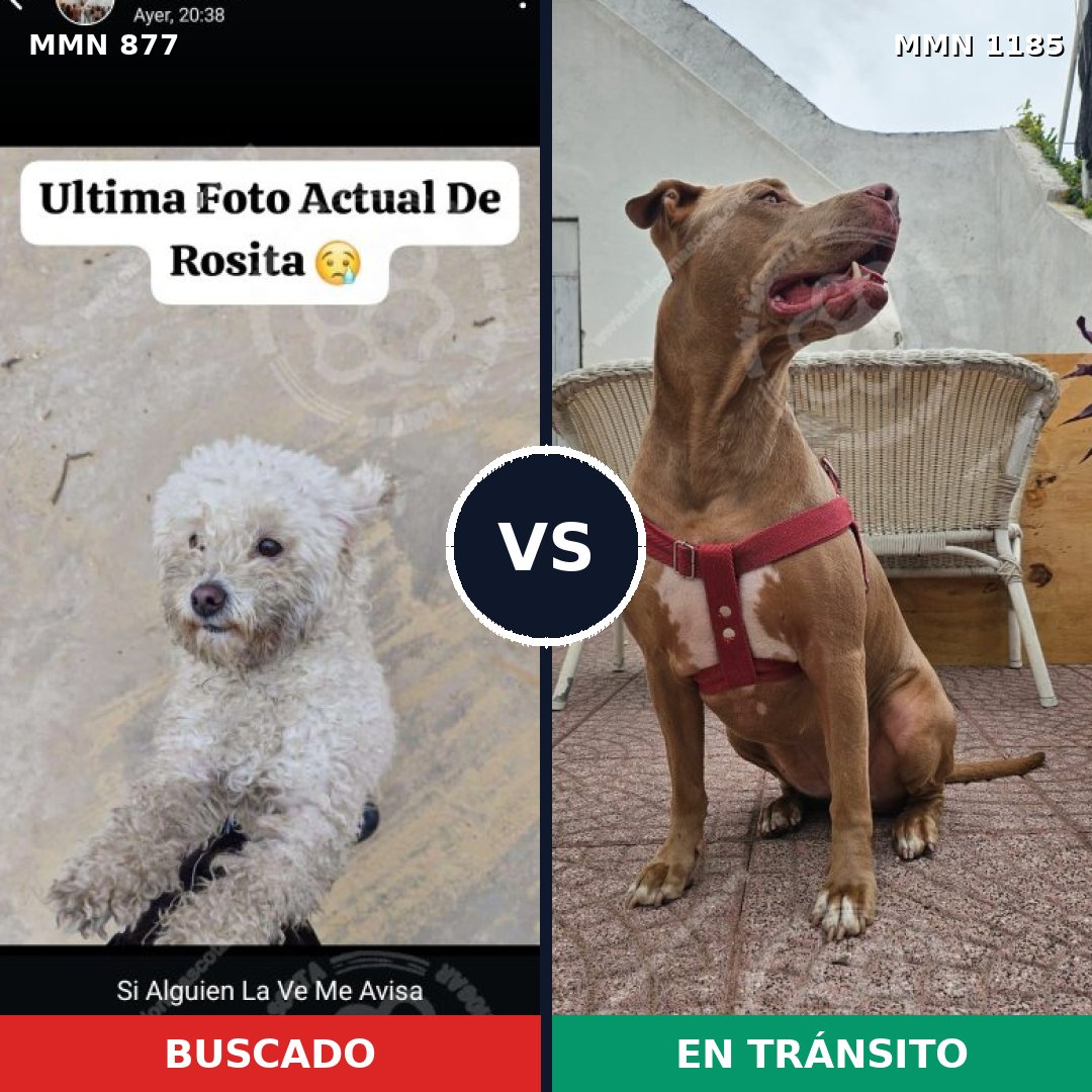 Comparativa MMS 20445: mascota perdida y mascota encontrada, 26% de similitud