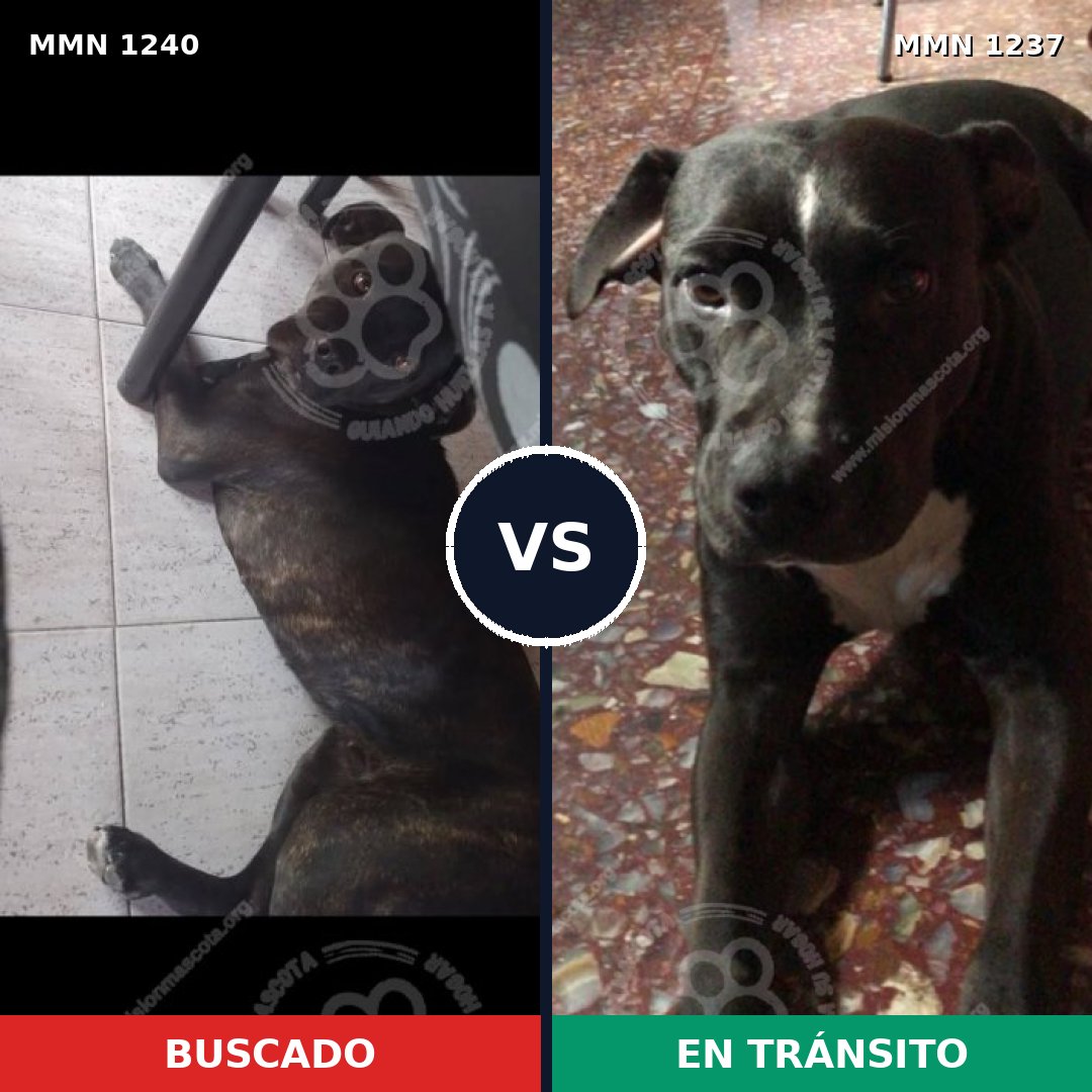 Comparativa MMS 20446: mascota perdida y mascota encontrada, 88% de similitud