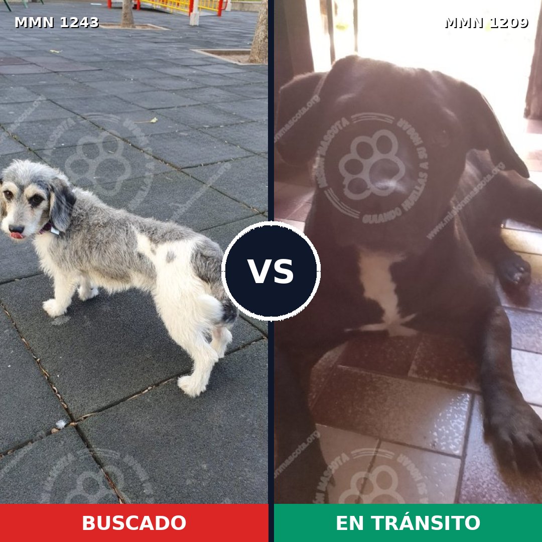Comparativa MMS 20451: mascota perdida y mascota encontrada, 57% de similitud