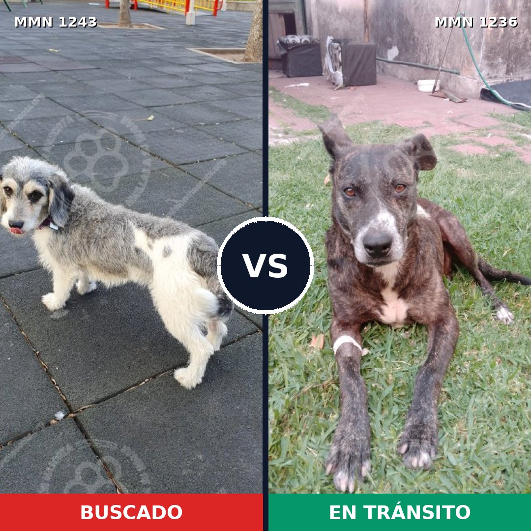 Comparativa MMS 20453: mascota perdida y mascota encontrada, 48% de similitud