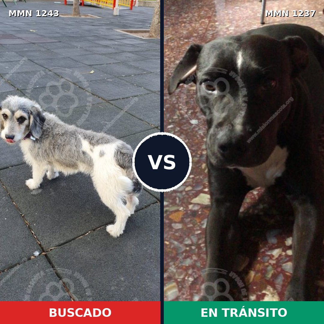 Comparativa MMS 20454: mascota perdida y mascota encontrada, 63% de similitud