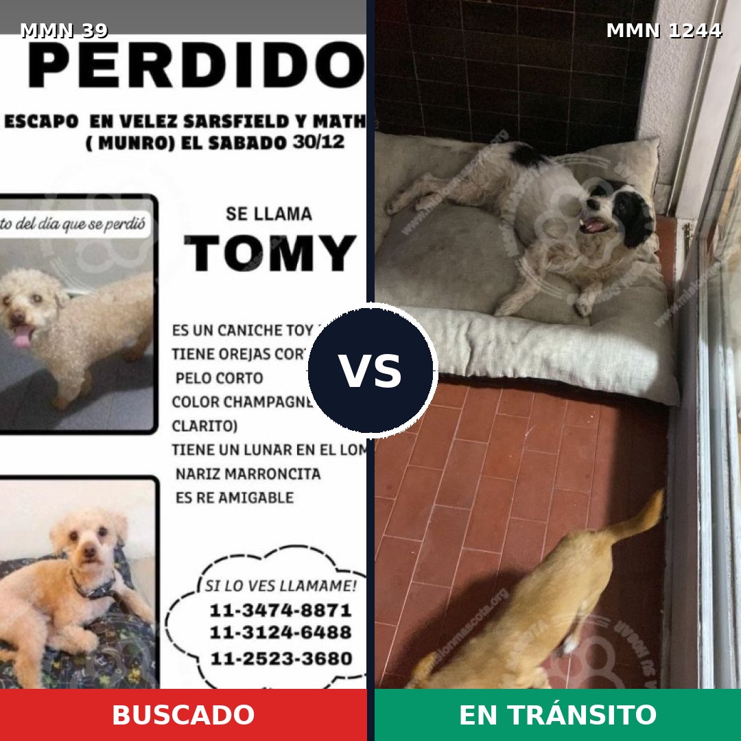 Comparativa MMS 20455: mascota perdida y mascota encontrada, 34% de similitud