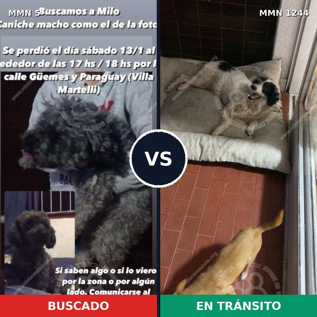 Comparativa MMS 20458: mascota perdida y mascota encontrada, 45% de similitud