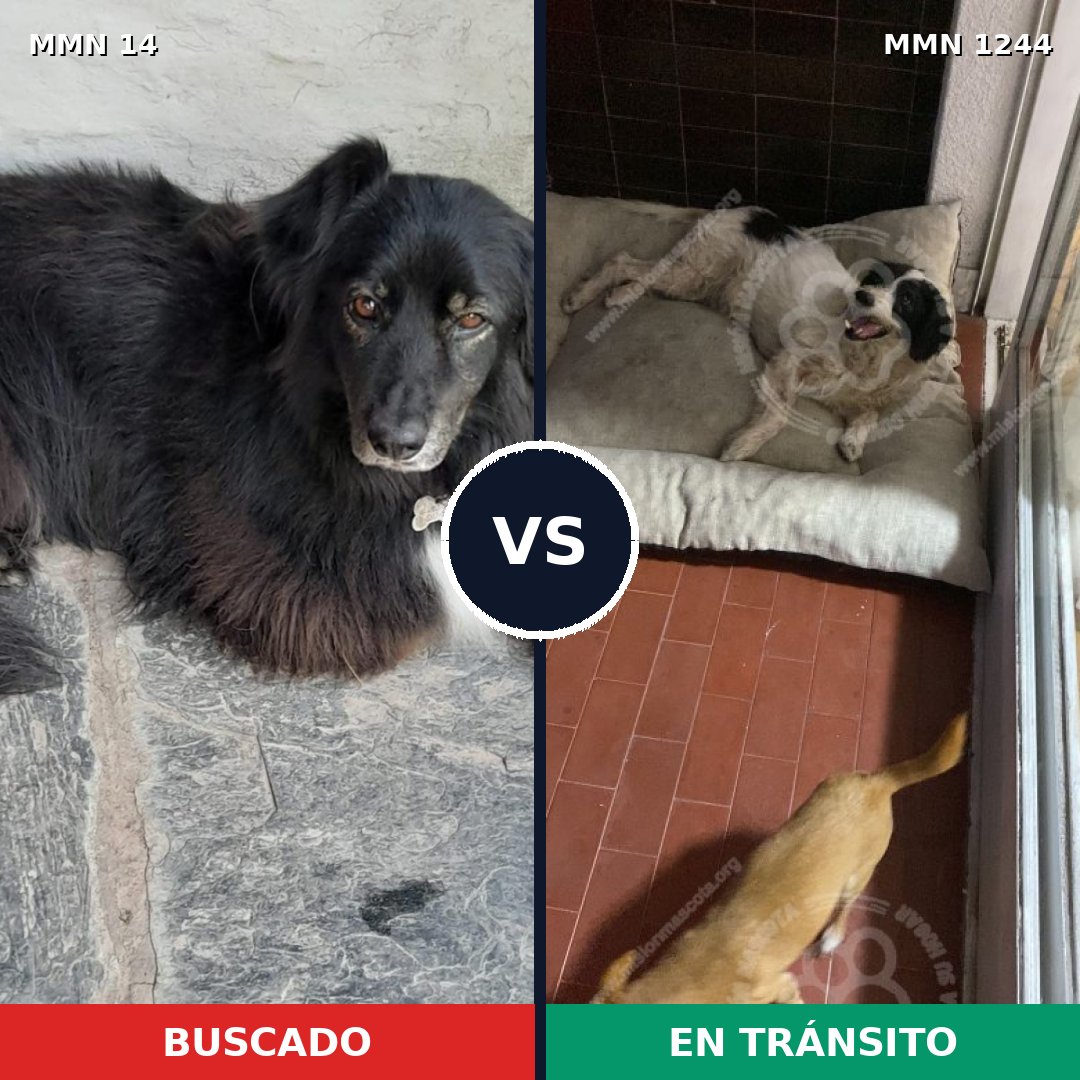 Comparativa MMS 20462: mascota perdida y mascota encontrada, 64% de similitud