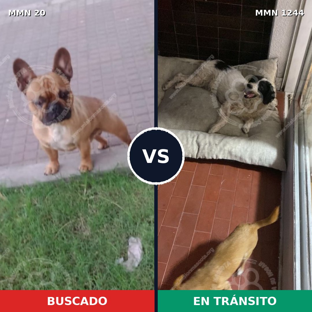 Comparativa MMS 20464: mascota perdida y mascota encontrada, 34% de similitud