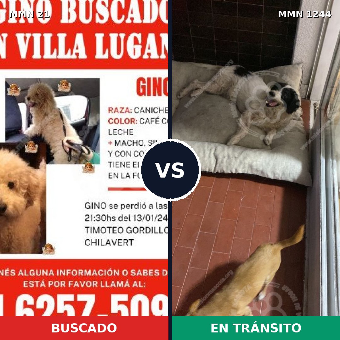 Comparativa MMS 20465: mascota perdida y mascota encontrada, 40% de similitud
