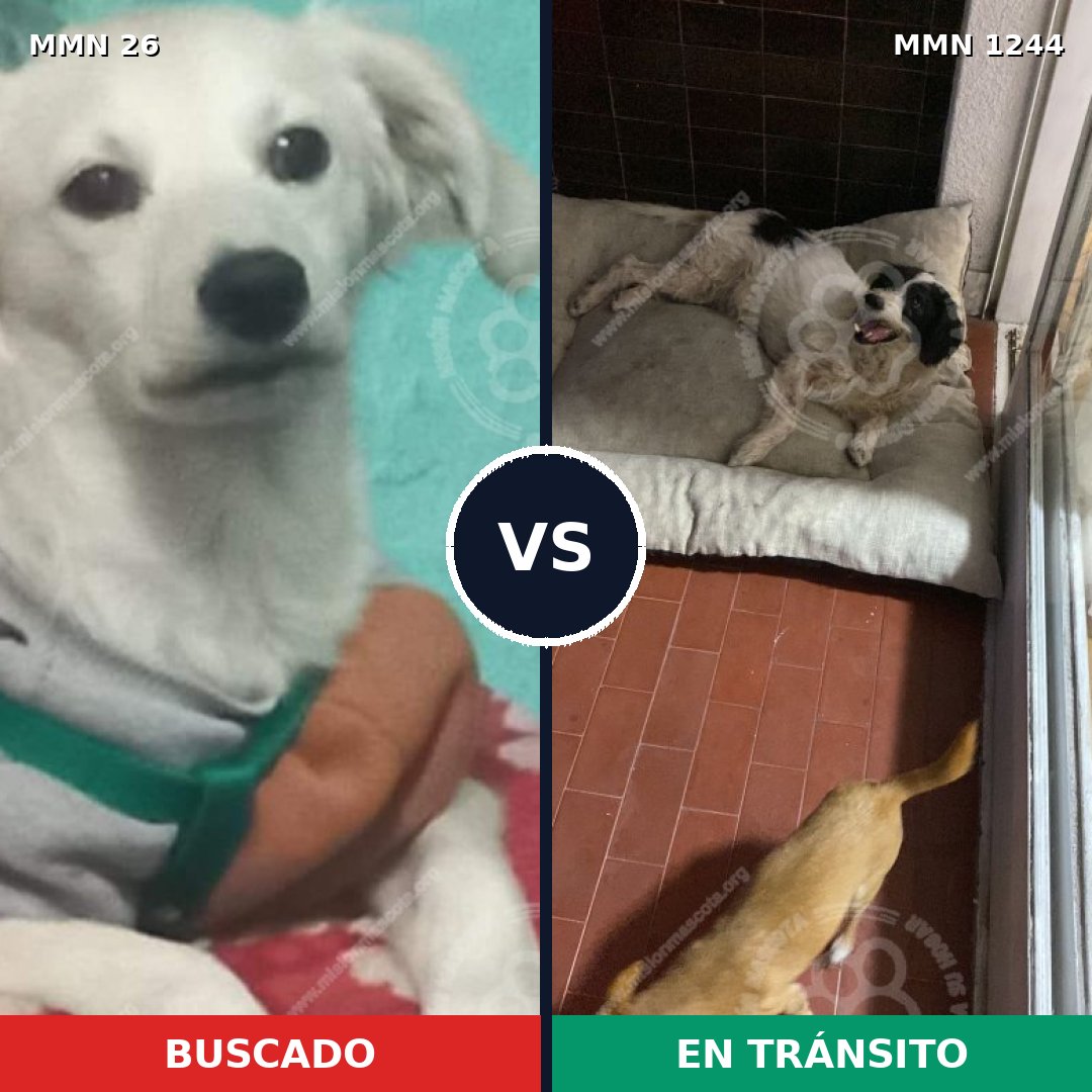 Comparativa MMS 20467: mascota perdida y mascota encontrada, 62% de similitud