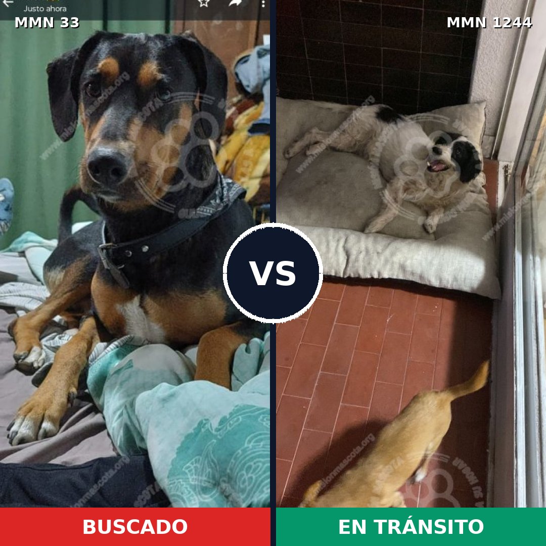 Comparativa MMS 20468: mascota perdida y mascota encontrada, 58% de similitud
