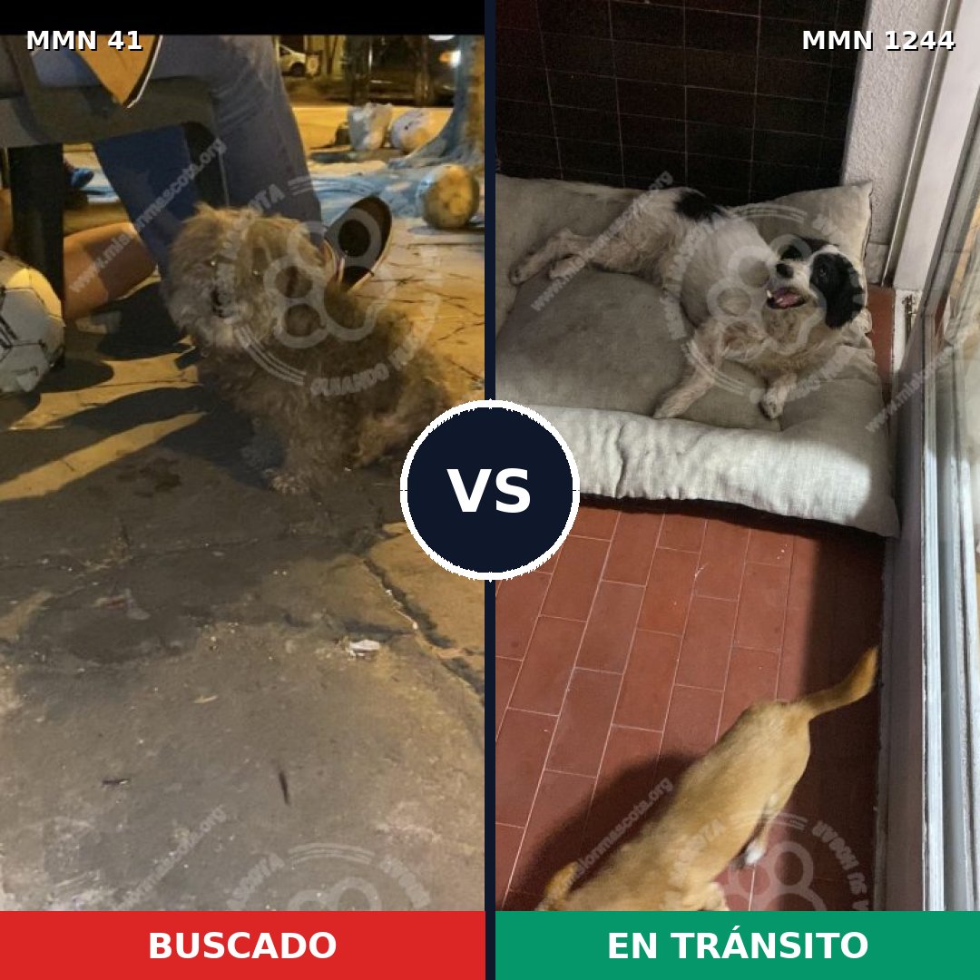 Comparativa MMS 20469: mascota perdida y mascota encontrada, 57% de similitud