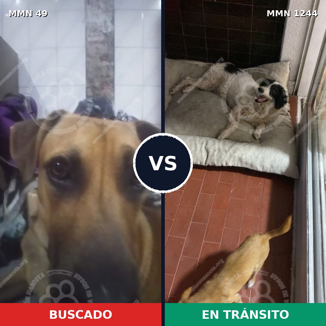 Comparativa MMS 20470: mascota perdida y mascota encontrada, 51% de similitud