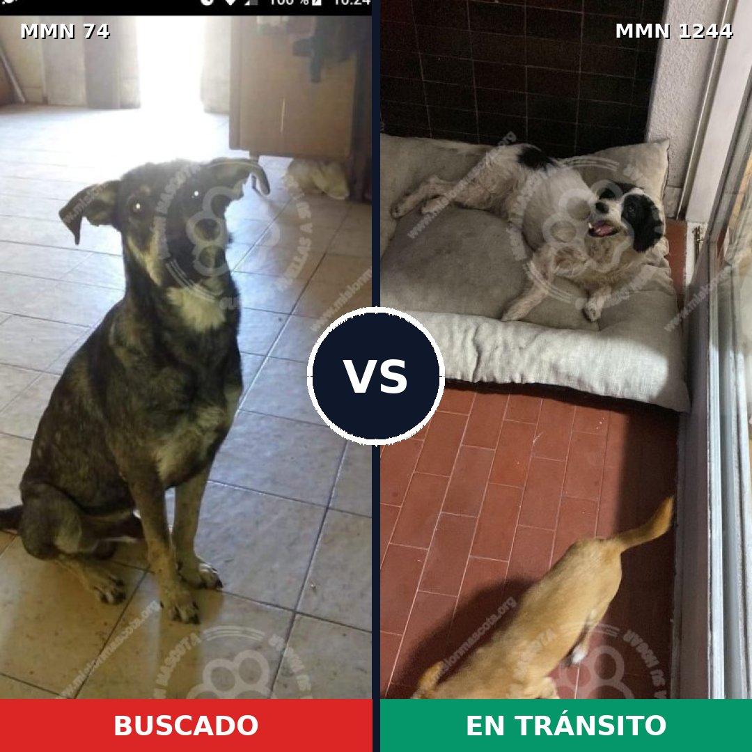 Comparativa MMS 20473: mascota perdida y mascota encontrada, 57% de similitud