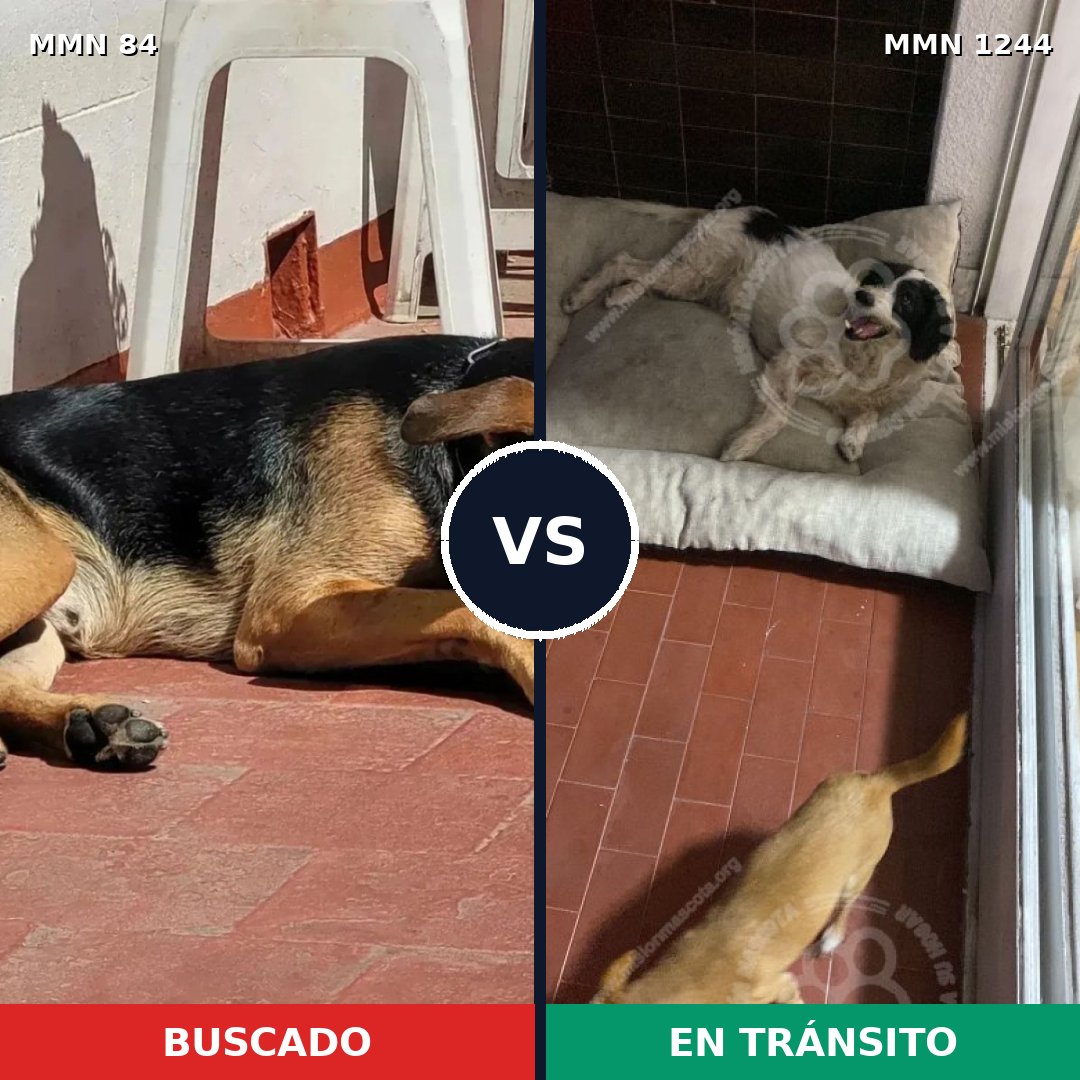 Comparativa MMS 20474: mascota perdida y mascota encontrada, 56% de similitud