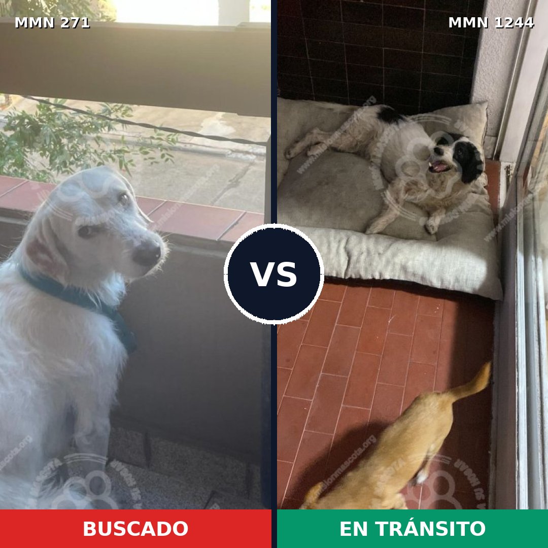 Comparativa MMS 20477: mascota perdida y mascota encontrada, 73% de similitud