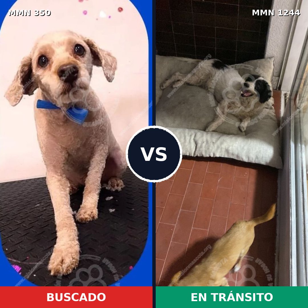 Comparativa MMS 20479: mascota perdida y mascota encontrada, 50% de similitud