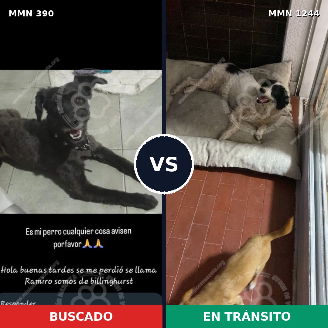 Comparativa MMS 20481: mascota perdida y mascota encontrada, 52% de similitud