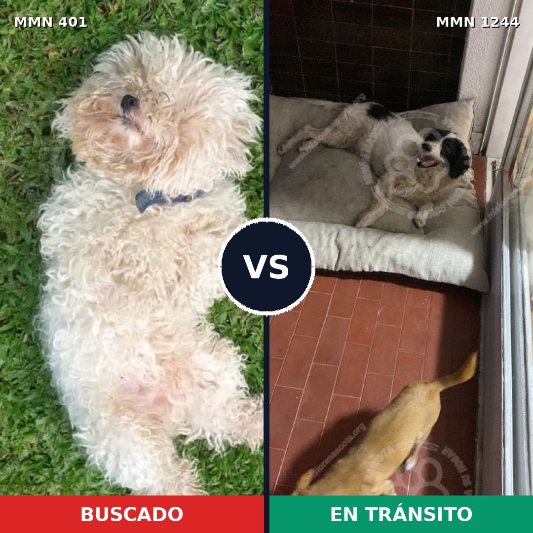 Comparativa MMS 20482: mascota perdida y mascota encontrada, 30% de similitud