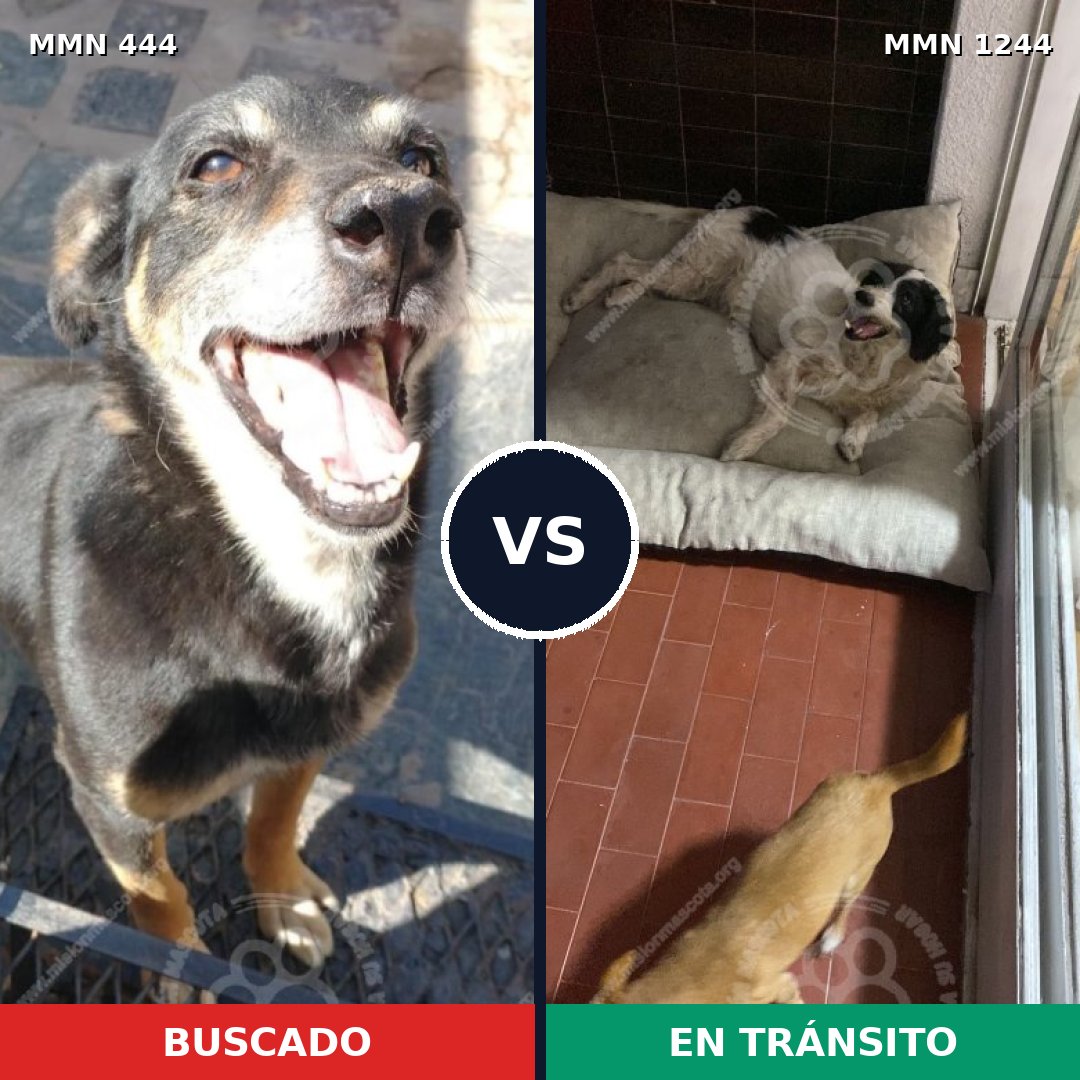 Comparativa MMS 20486: mascota perdida y mascota encontrada, 61% de similitud