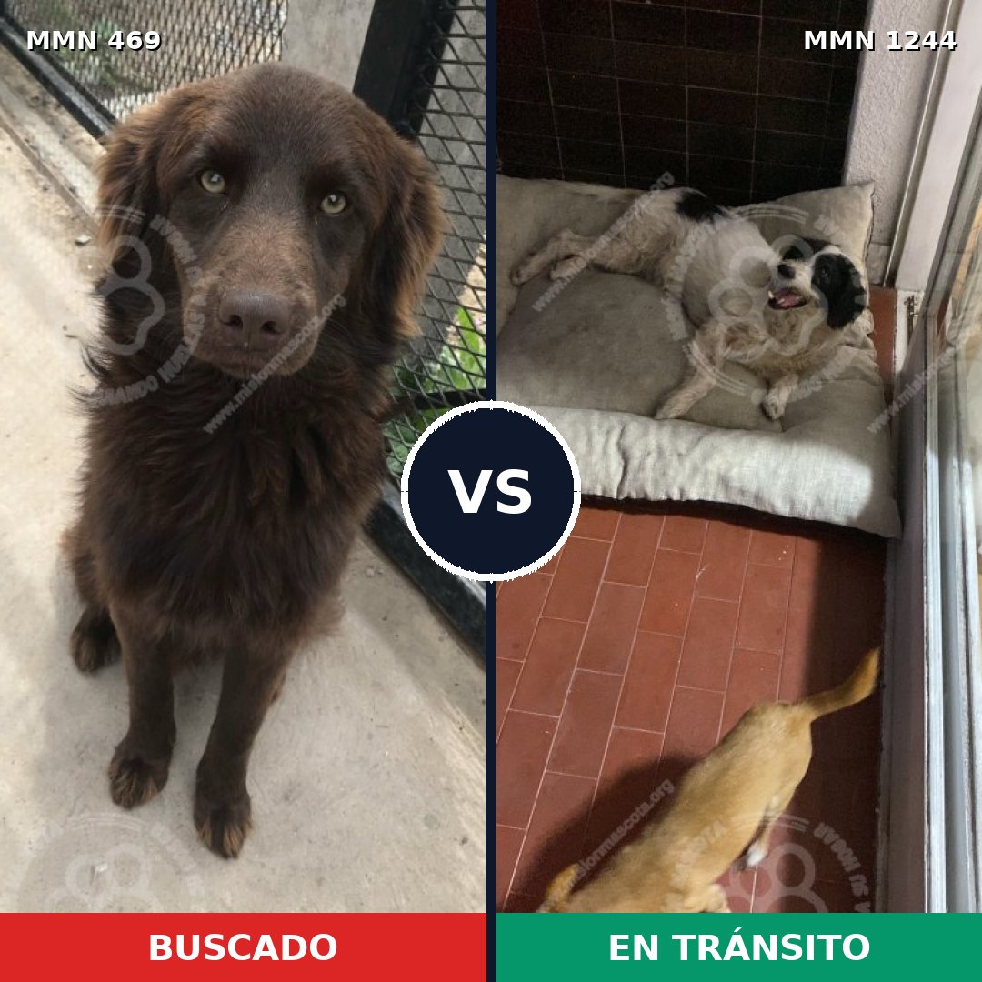 Comparativa MMS 20488: mascota perdida y mascota encontrada, 65% de similitud