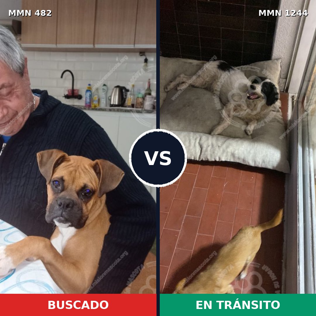 Comparativa MMS 20491: mascota perdida y mascota encontrada, 45% de similitud