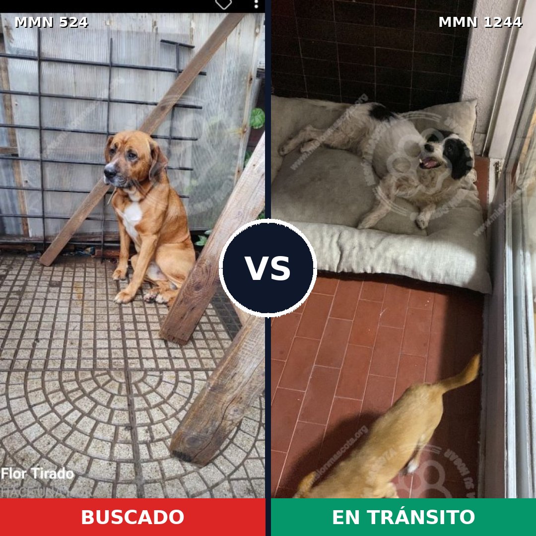 Comparativa MMS 20494: mascota perdida y mascota encontrada, 64% de similitud