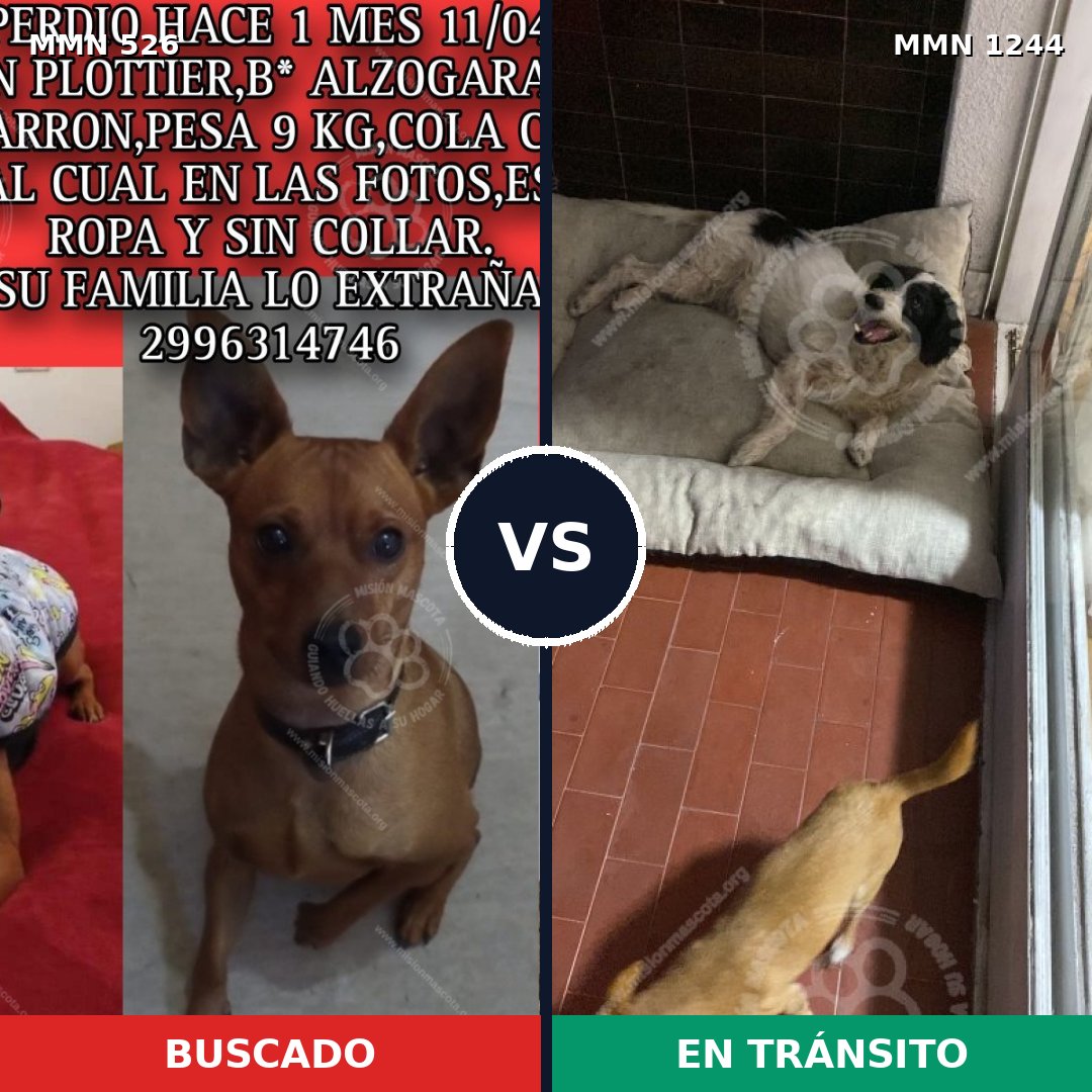 Comparativa MMS 20495: mascota perdida y mascota encontrada, 33% de similitud