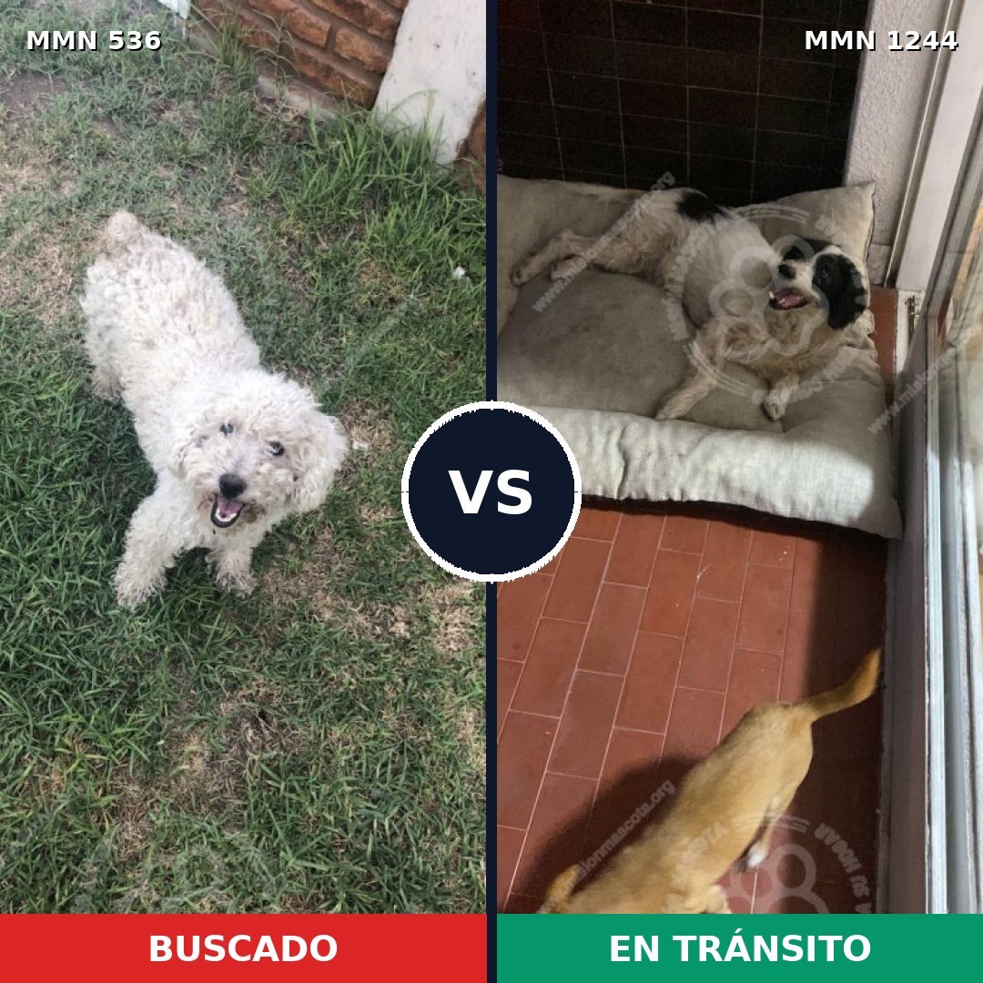 Comparativa MMS 20497: mascota perdida y mascota encontrada, 49% de similitud