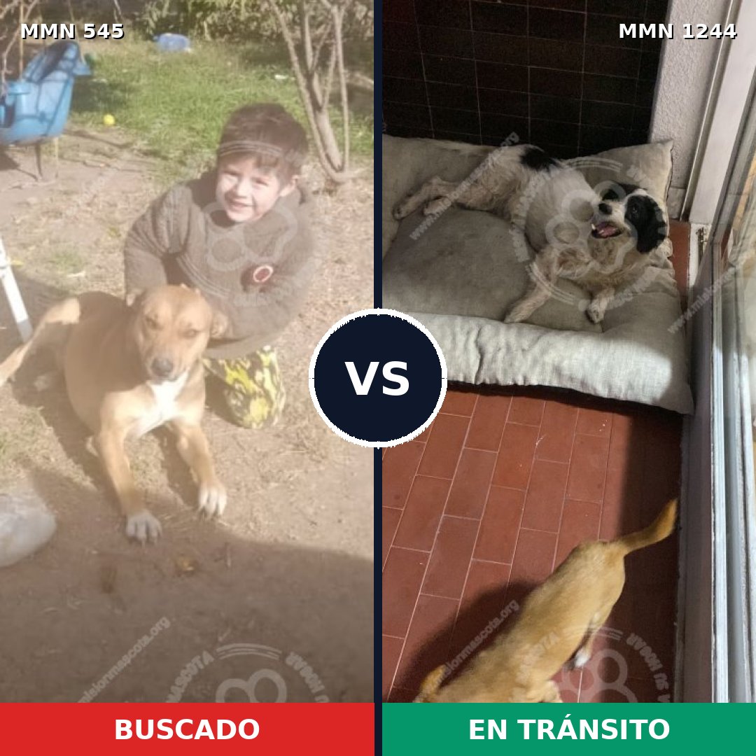 Comparativa MMS 20498: mascota perdida y mascota encontrada, 56% de similitud