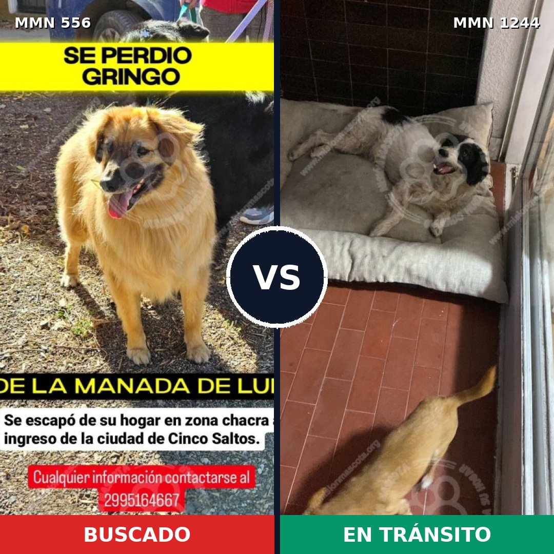 Comparativa MMS 20500: mascota perdida y mascota encontrada, 59% de similitud
