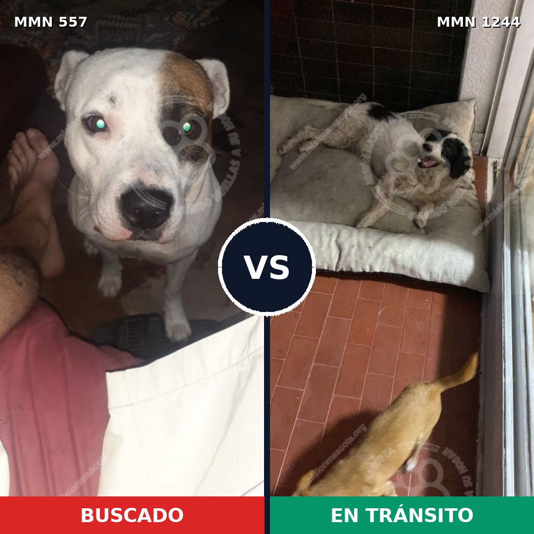Comparativa MMS 20501: mascota perdida y mascota encontrada, 59% de similitud