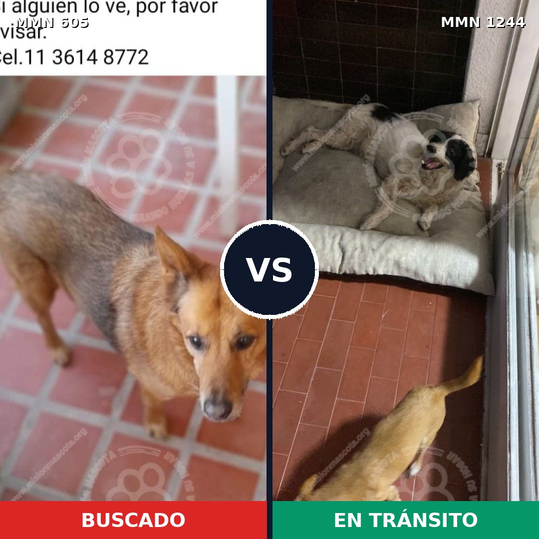 Comparativa MMS 20504: mascota perdida y mascota encontrada, 76% de similitud
