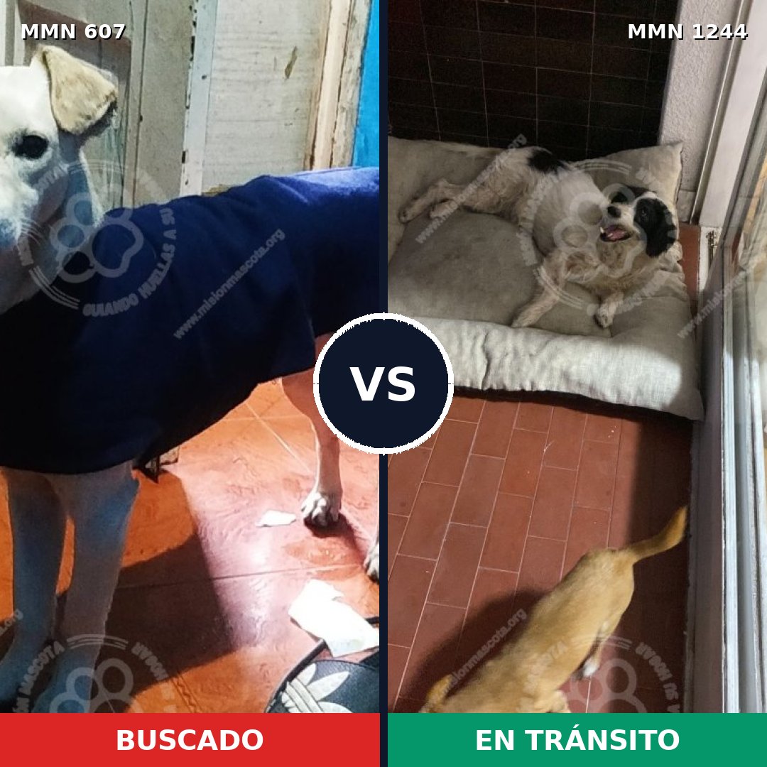 Comparativa MMS 20505: mascota perdida y mascota encontrada, 83% de similitud