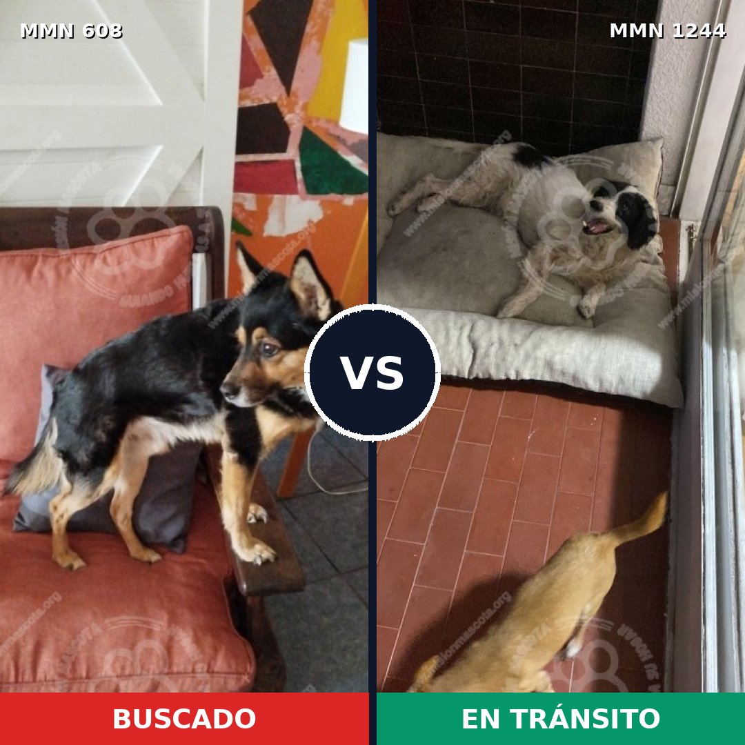 Comparativa MMS 20506: mascota perdida y mascota encontrada, 75% de similitud
