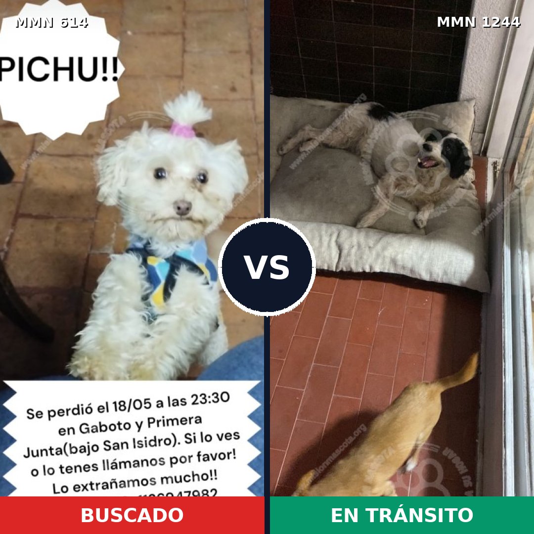 Comparativa MMS 20507: mascota perdida y mascota encontrada, 40% de similitud