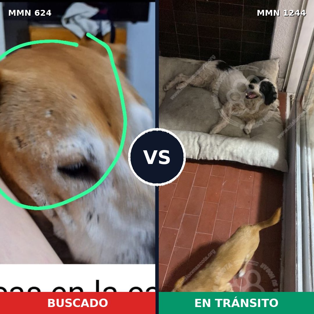 Comparativa MMS 20508: mascota perdida y mascota encontrada, 36% de similitud