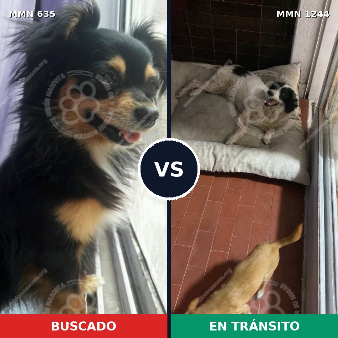 Comparativa MMS 20510: mascota perdida y mascota encontrada, 30% de similitud