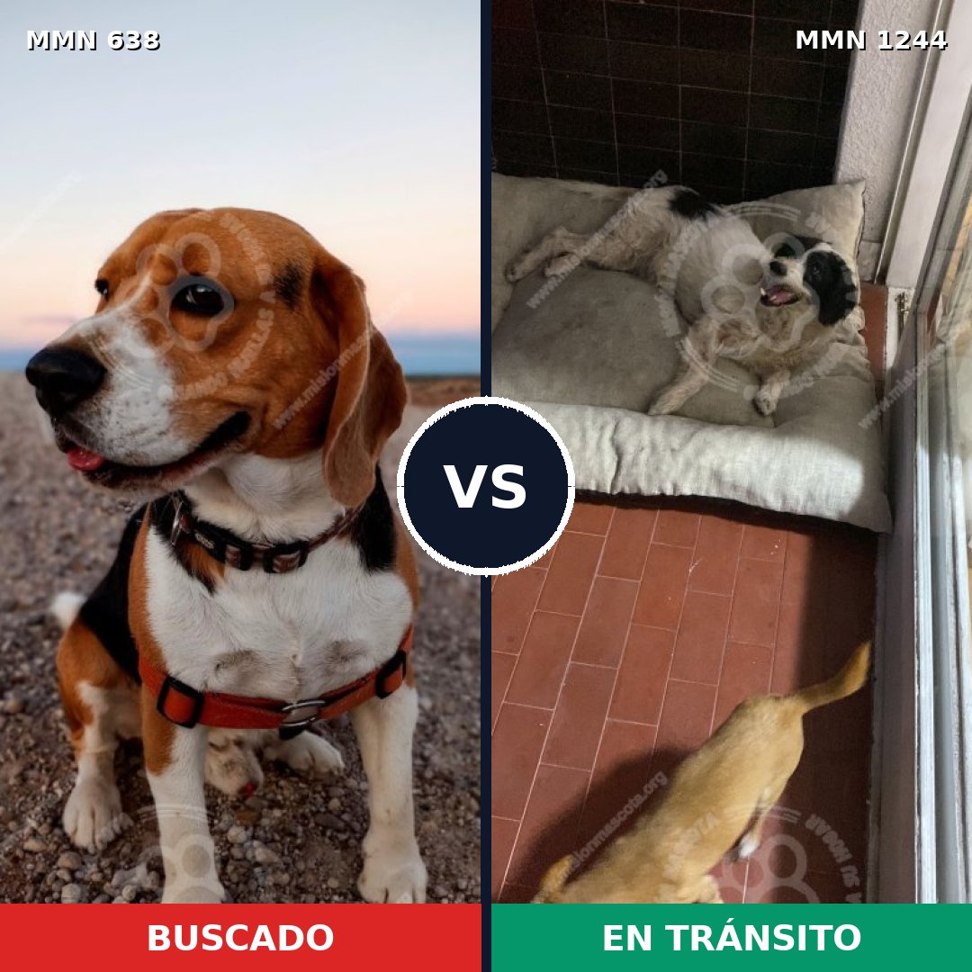 Comparativa MMS 20511: mascota perdida y mascota encontrada, 31% de similitud