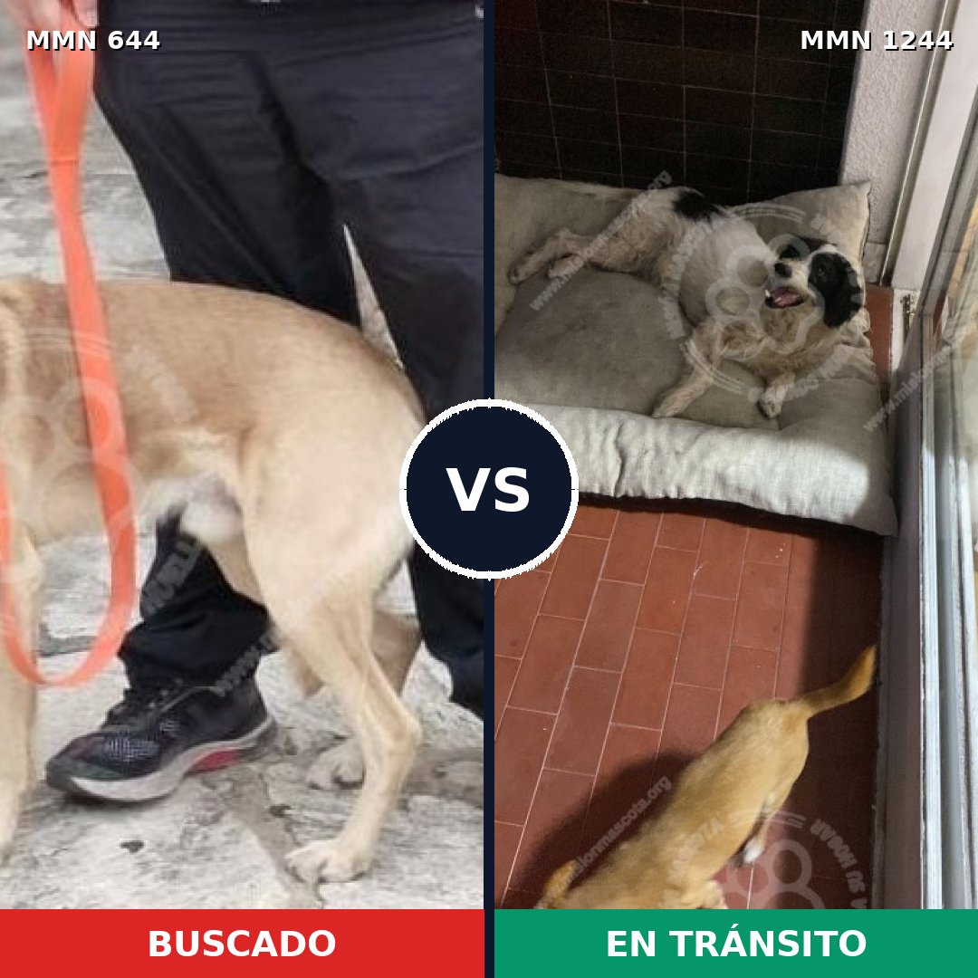 Comparativa MMS 20512: mascota perdida y mascota encontrada, 74% de similitud