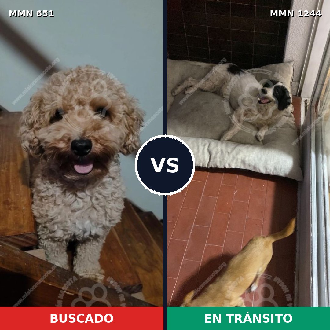 Comparativa MMS 20513: mascota perdida y mascota encontrada, 25% de similitud
