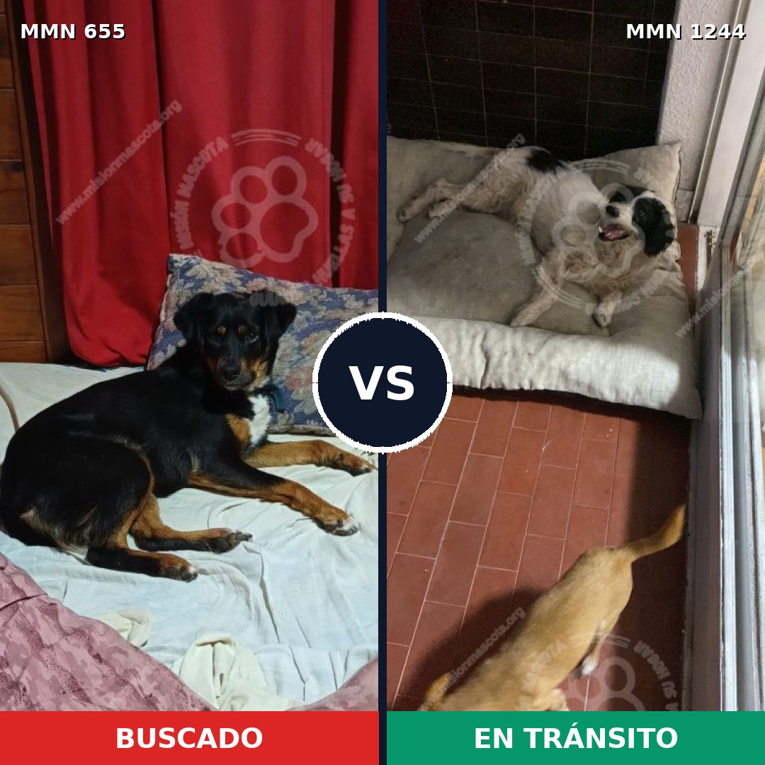 Comparativa MMS 20515: mascota perdida y mascota encontrada, 59% de similitud