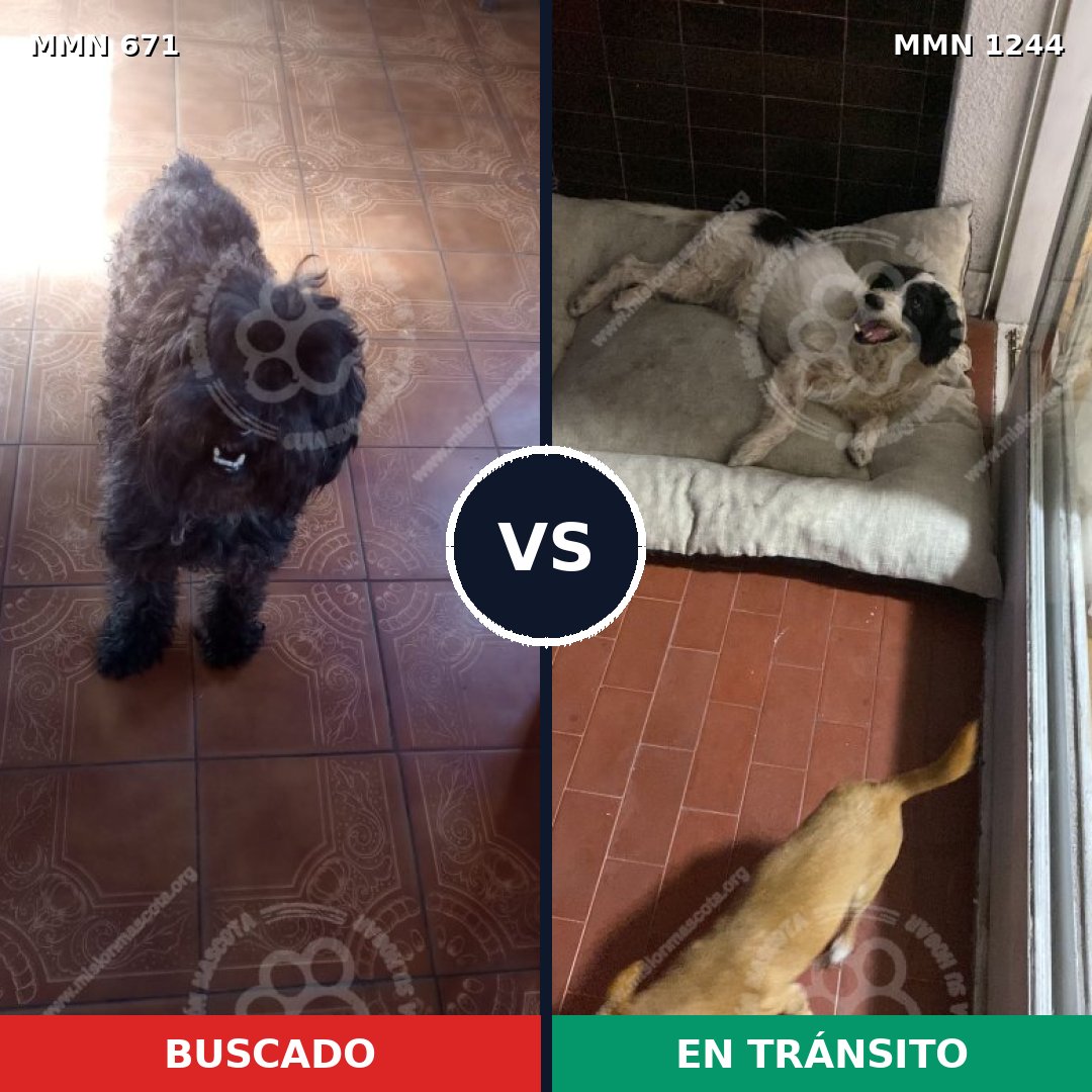 Comparativa MMS 20516: mascota perdida y mascota encontrada, 38% de similitud
