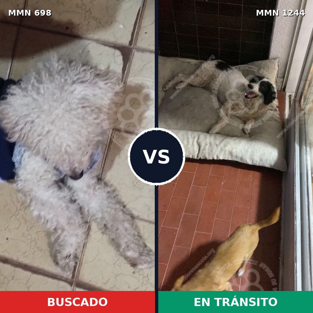 Comparativa MMS 20518: mascota perdida y mascota encontrada, 51% de similitud
