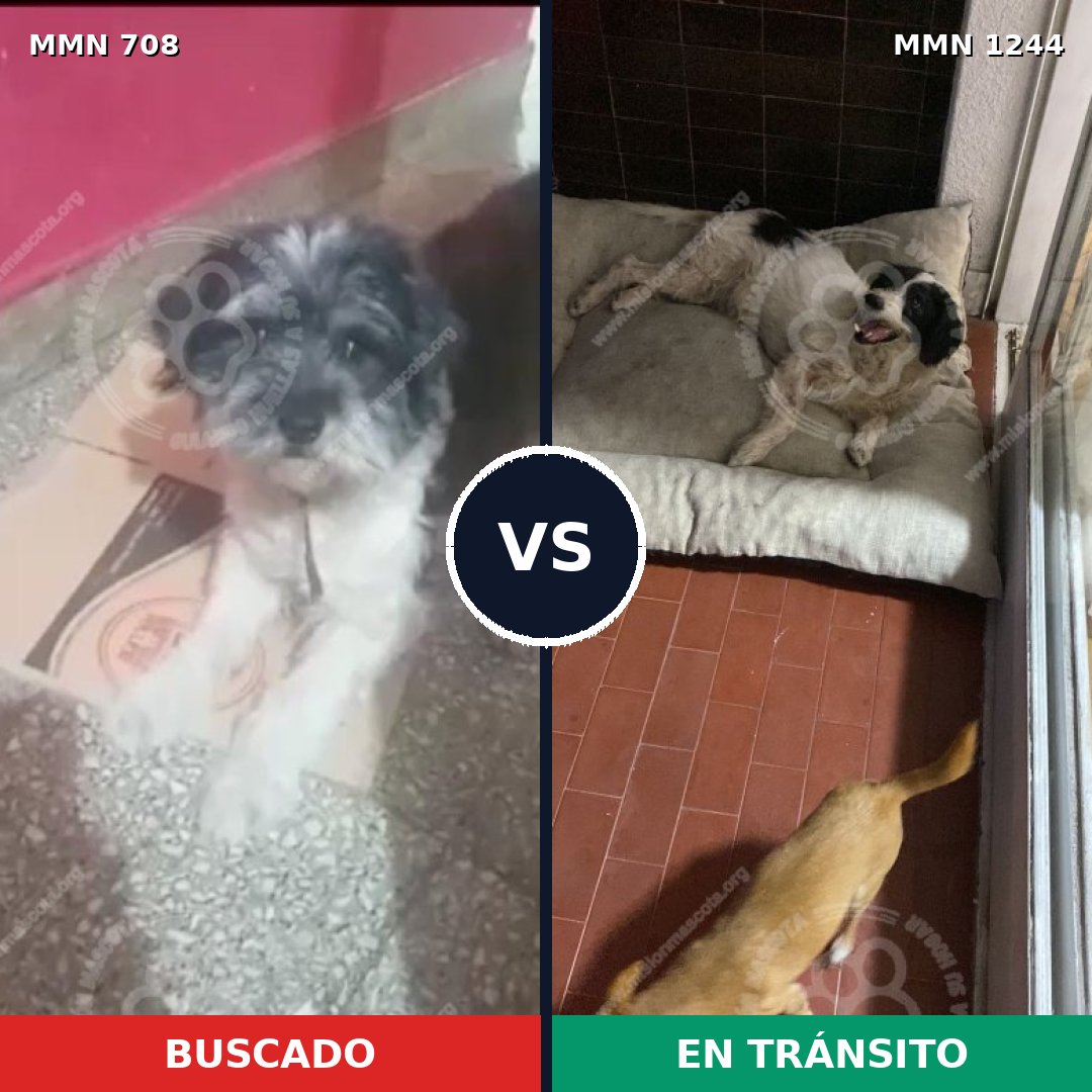Comparativa MMS 20519: mascota perdida y mascota encontrada, 53% de similitud