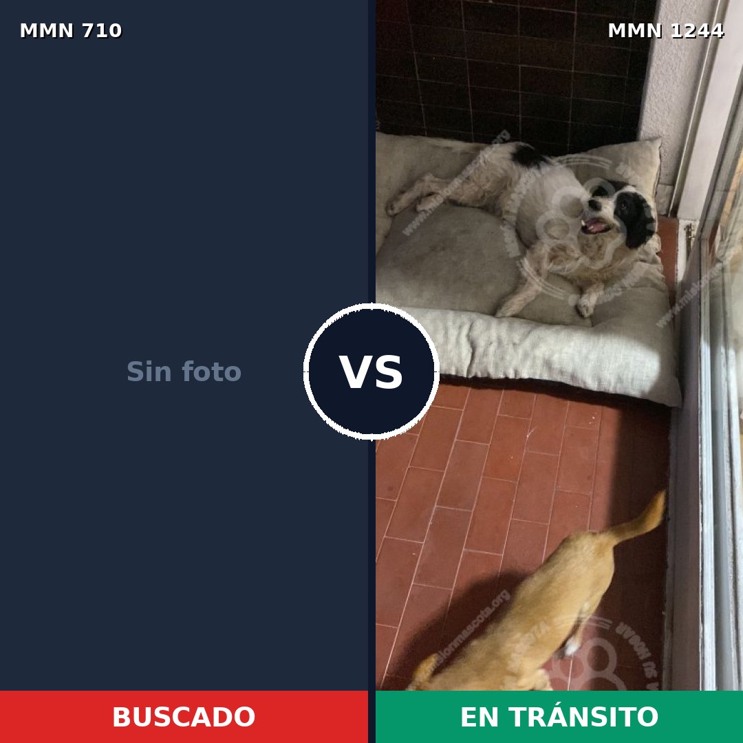 Comparativa MMS 20520: mascota perdida y mascota encontrada, 57% de similitud