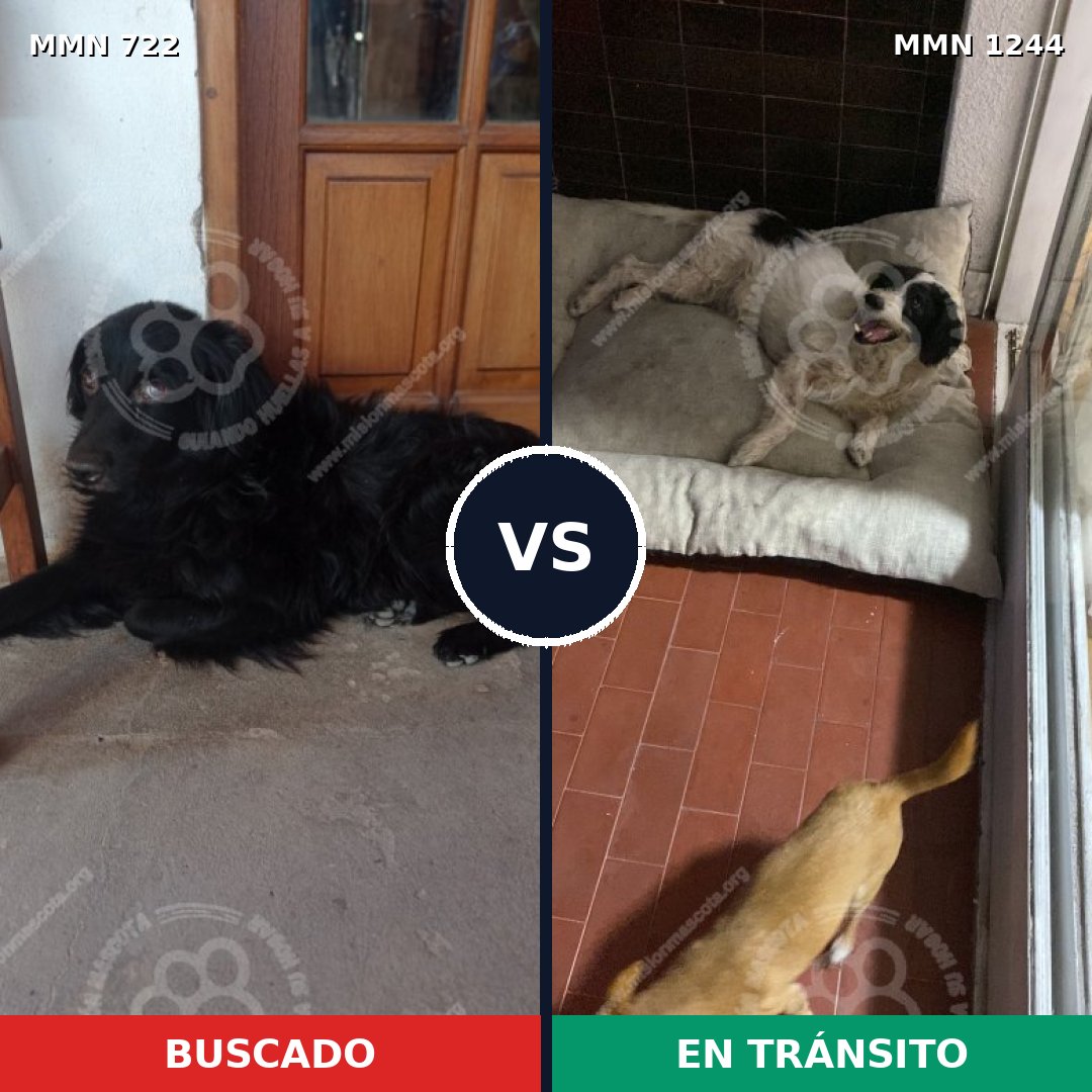 Comparativa MMS 20521: mascota perdida y mascota encontrada, 50% de similitud