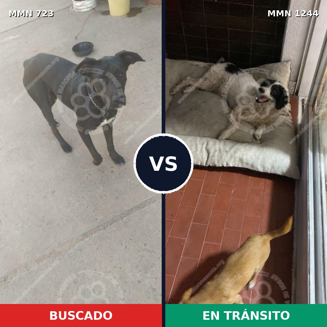 Comparativa MMS 20522: mascota perdida y mascota encontrada, 57% de similitud