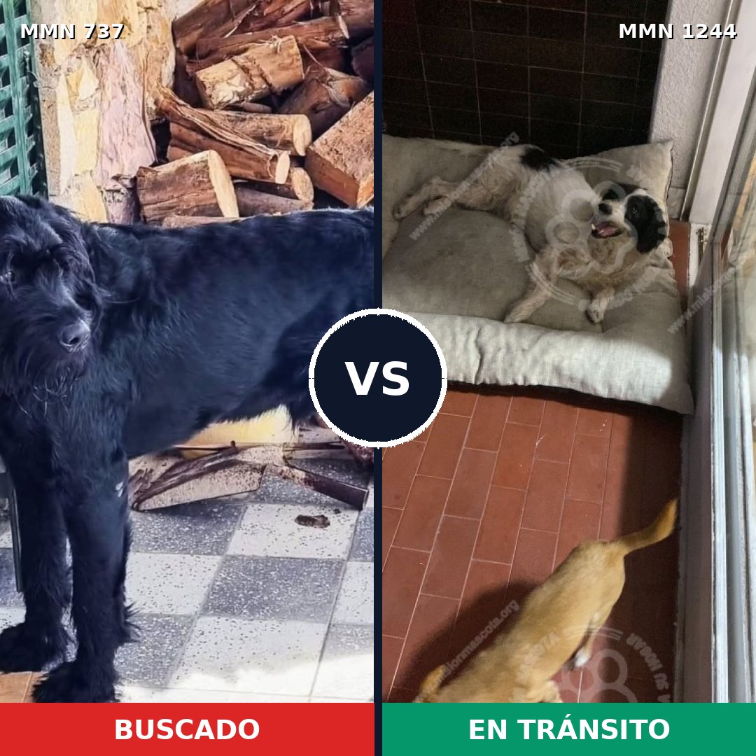 Comparativa MMS 20523: mascota perdida y mascota encontrada, 27% de similitud