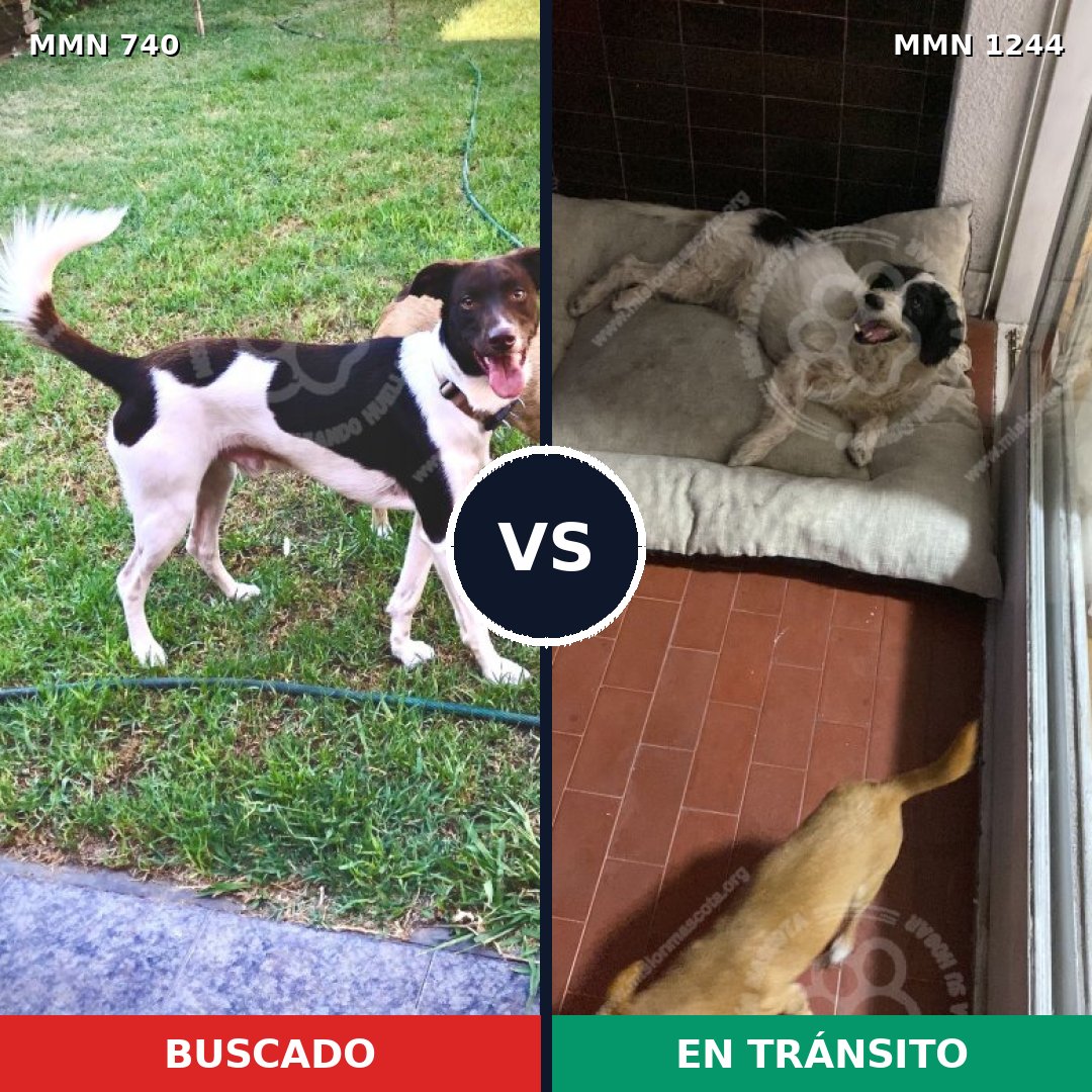 Comparativa MMS 20524: mascota perdida y mascota encontrada, 75% de similitud