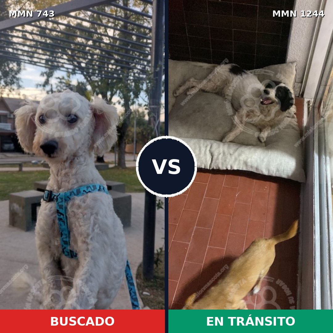 Comparativa MMS 20525: mascota perdida y mascota encontrada, 61% de similitud