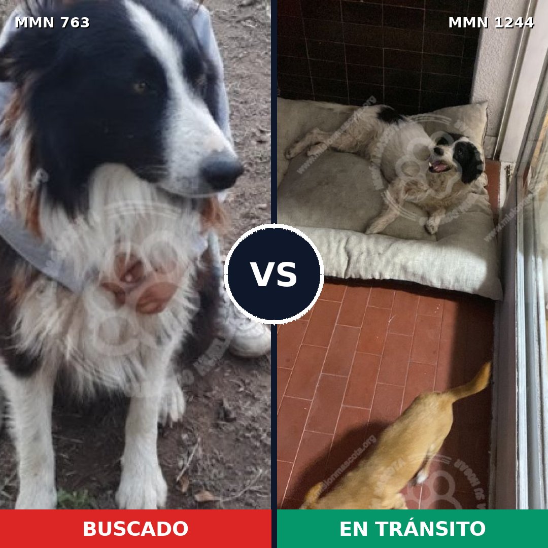 Comparativa MMS 20527: mascota perdida y mascota encontrada, 45% de similitud
