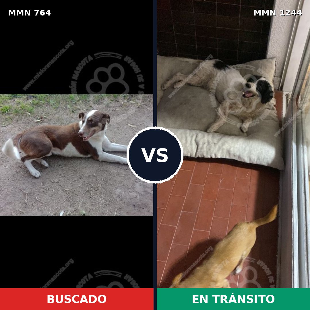 Comparativa MMS 20528: mascota perdida y mascota encontrada, 48% de similitud